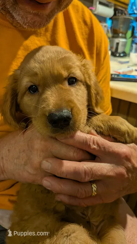 Shadow – Golden Retriever puppy for sale in Stanley, NC