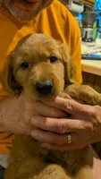Shadow, a male Golden Retriever for sale in Stanley, NC – 1 of 4