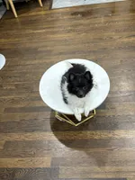 Panda Junior, a male Pomeranian for sale in Revere, MA – Photo 1 of 3