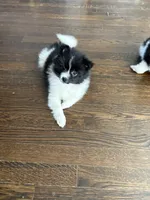 Lina, a female Pomeranian for sale in Revere, MA – Photo 6 of 9