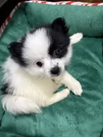 Lina, a female Pomeranian for sale in Revere, MA – Photo 5 of 9