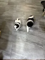 Lina, a female Pomeranian for sale in Revere, MA – Photo 3 of 9