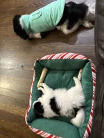 Lina, a female Pomeranian for sale in Revere, MA – Photo 4 of 9