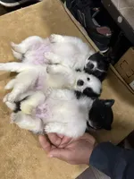 Lina, a female Pomeranian for sale in Revere, MA – Photo 1 of 9