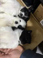 Lina, a female Pomeranian for sale in Revere, MA – Photo 2 of 9