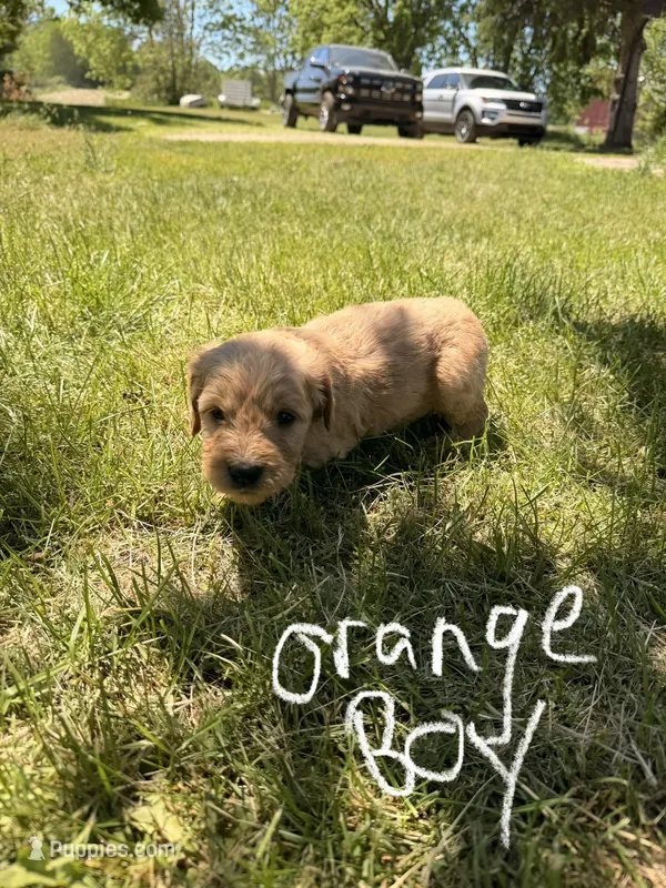 Orange Boy – Goldendoodle puppy for sale in Lapeer, MI