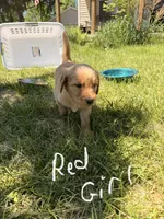 Red Girl -Vet Checked! Ready to go home!, a female Goldendoodle for sale in Lapeer, MI – 2 of 7