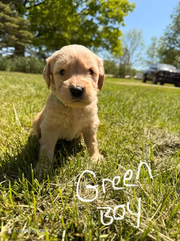 Green boy – Goldendoodle puppy for sale in Lapeer, MI