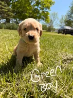Green boy  -Vet Checked! Ready to go home!, a male Goldendoodle for sale in Lapeer, MI – 2 of 6
