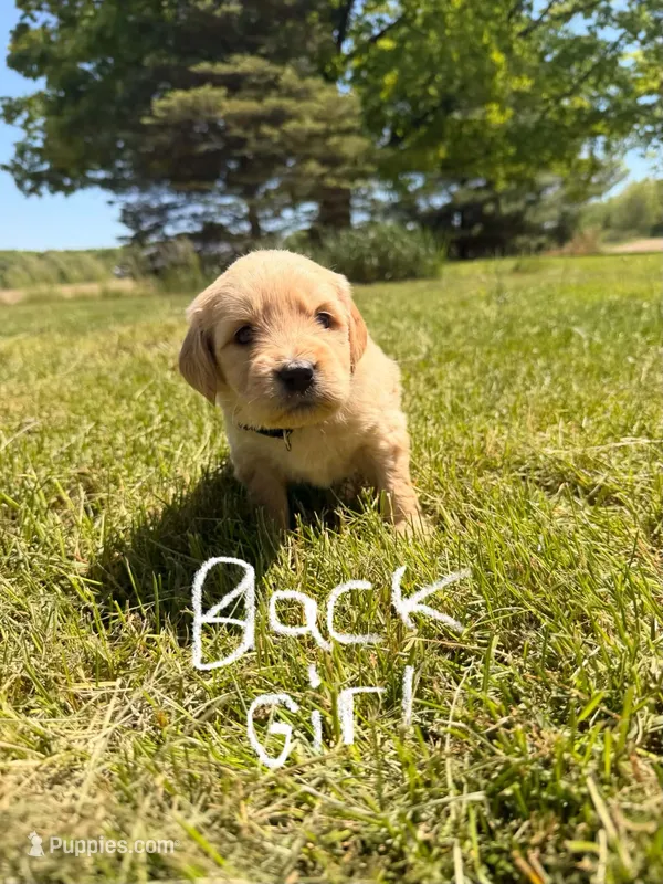 Black Girl – Goldendoodle puppy for sale in Lapeer, MI