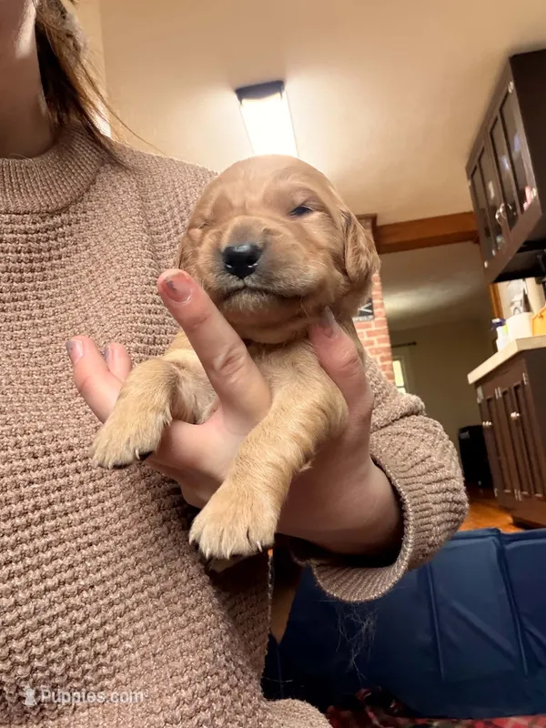 Pink Girl – Goldendoodle puppy for sale in Lapeer, MI