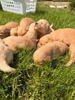 Red Girl -Vet Checked! Ready to go home!, a female Goldendoodle for sale in Lapeer, MI – 5 of 7