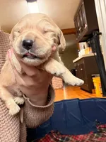 Purple Girl, a female Goldendoodle for sale in Lapeer, MI – 5 of 10