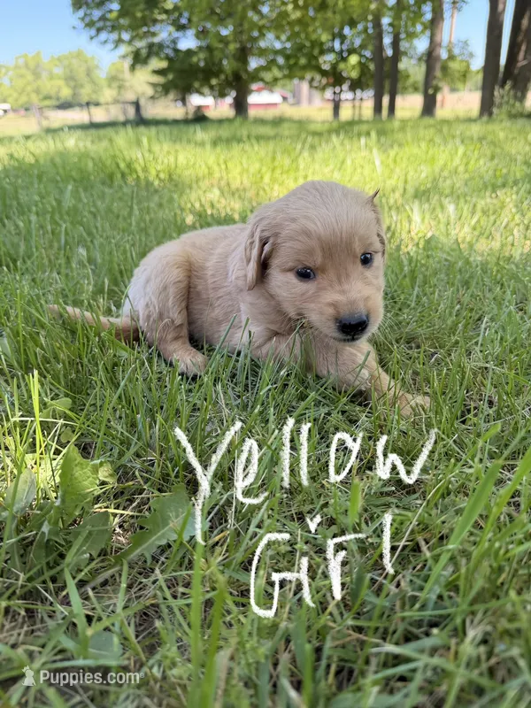 Yellow girl – Goldendoodle puppy for sale in Lapeer, MI