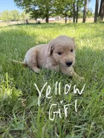 Yellow girl  -Vet Checked! Ready to go home!, a female Goldendoodle for sale in Lapeer, MI – 1 of 6