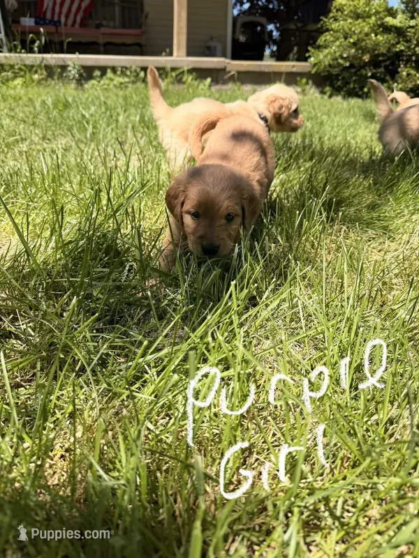 Purple Girl – Goldendoodle puppy for sale in Lapeer, MI