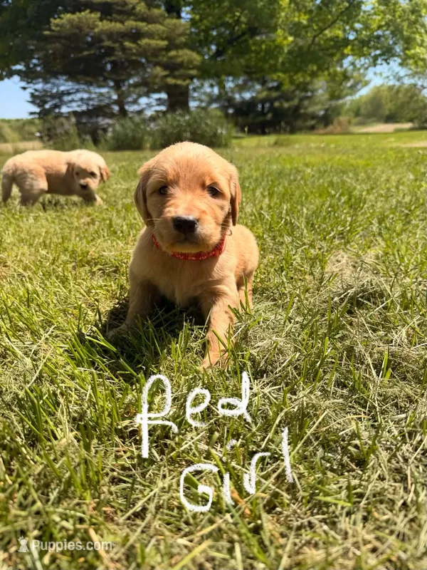 Red Girl – Goldendoodle puppy for sale in Lapeer, MI