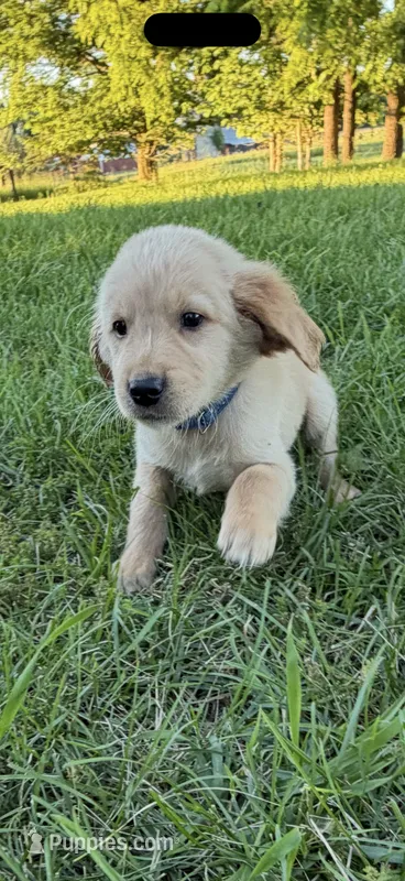 Blue boy  -Ready to go home! – Goldendoodle puppy for sale in Lapeer, MI