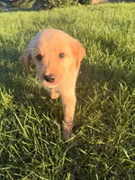 Rafael, a male Golden Retriever for sale in Lapeer, MI – 3 of 5