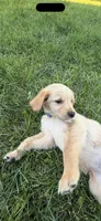 Rafael, a male Golden Retriever for sale in Lapeer, MI – 5 of 5