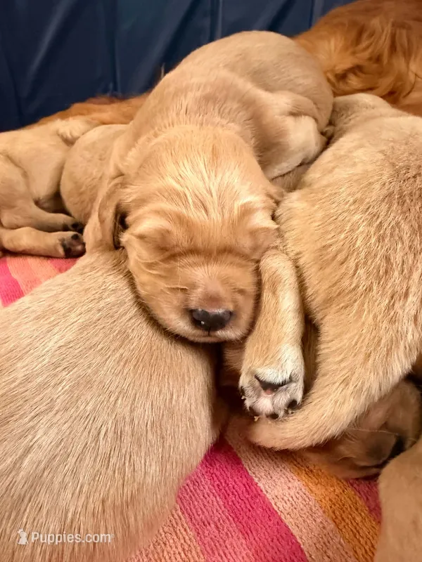Green boy – Goldendoodle puppy for sale in Lapeer, MI
