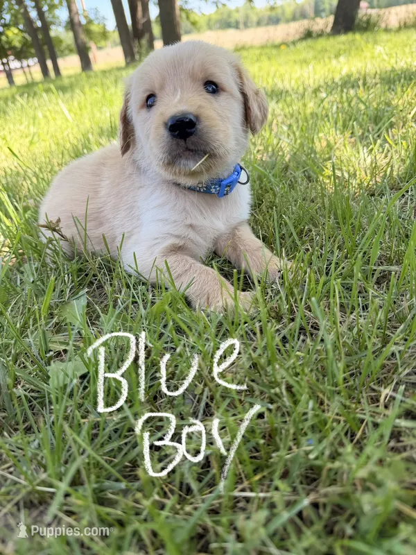 Blue boy – Goldendoodle puppy for sale in Lapeer, MI