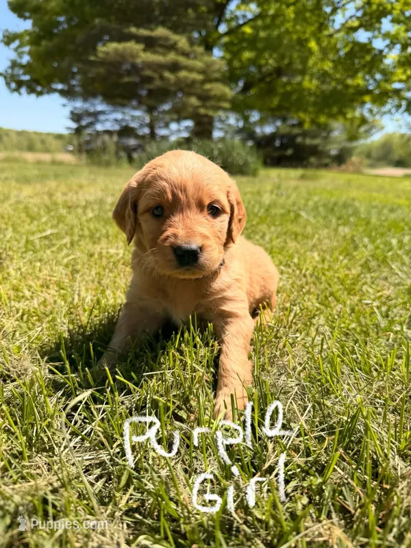 Purple Girl – Goldendoodle puppy for sale in Lapeer, MI