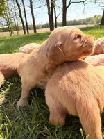 Red Girl -Vet Checked! Ready to go home!, a female Goldendoodle for sale in Lapeer, MI – 4 of 7