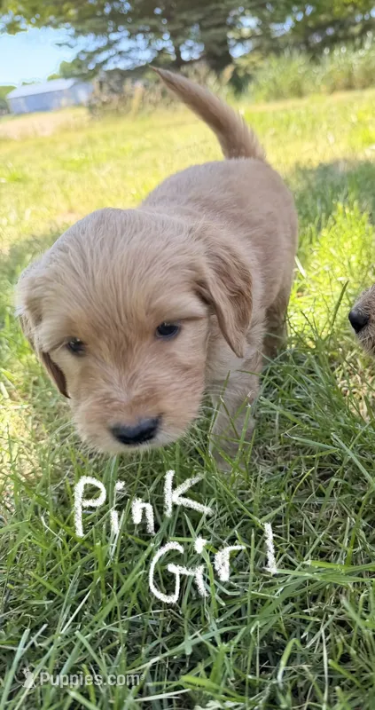Pink Girl – Goldendoodle puppy for sale in Lapeer, MI