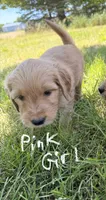 Pink Girl  -Vet Checked! Ready to go home!, a female Goldendoodle for sale in Lapeer, MI – 2 of 7