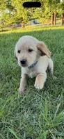 Rafael, a male Golden Retriever for sale in Lapeer, MI – 4 of 5
