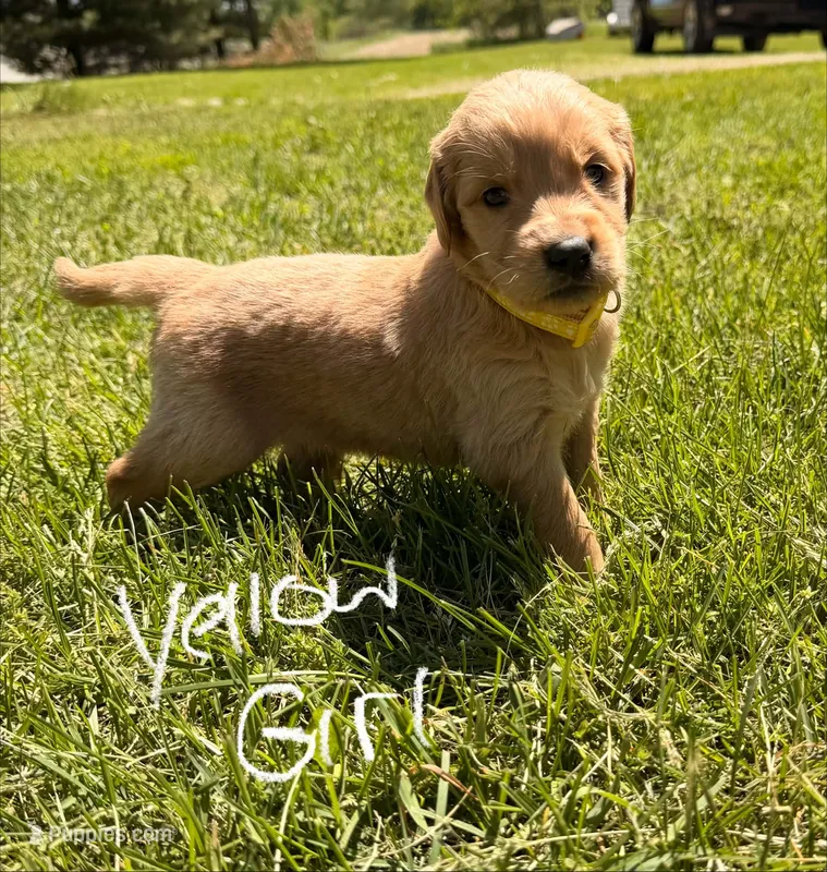 Yellow girl – Goldendoodle puppy for sale in Lapeer, MI