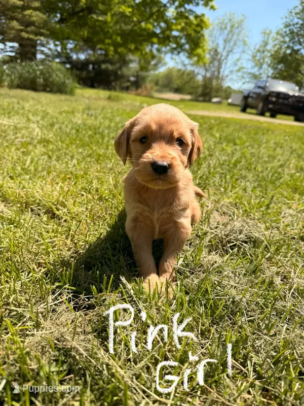 Pink Girl – Goldendoodle puppy for sale in Lapeer, MI