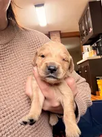 Green boy, a male Goldendoodle for sale in Lapeer, MI – 3 of 10