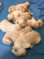 Red Girl, a female Goldendoodle for sale in Lapeer, MI – 8 of 10
