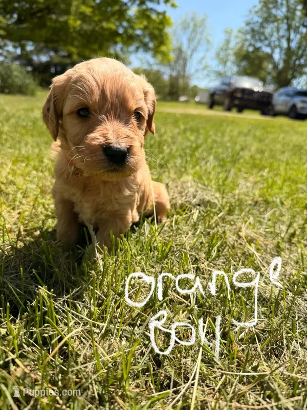 Orange Boy – Goldendoodle puppy for sale in Lapeer, MI