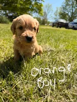 Orange Boy  -Vet Checked! Ready to go home!, a female Goldendoodle for sale in Lapeer, MI – 2 of 6
