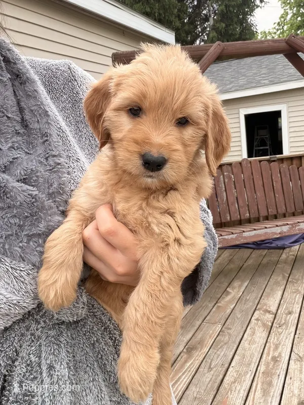 Pink Girl  -Vet Checked! Ready to go home! – Goldendoodle puppy for sale in Lapeer, MI