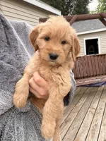 Pink Girl  -Vet Checked! Ready to go home!, a female Goldendoodle for sale in Lapeer, MI – 1 of 7