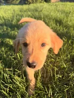 Rafael, a male Golden Retriever for sale in Lapeer, MI – 1 of 5