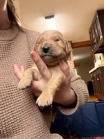 Blue boy, a male Goldendoodle for sale in Lapeer, MI – 7 of 10