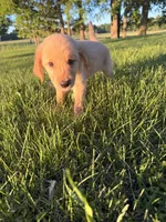 Rafael, a male Golden Retriever for sale in Lapeer, MI – 2 of 5