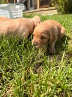 Green boy  -Vet Checked! Ready to go home!, a male Goldendoodle for sale in Lapeer, MI – 5 of 6