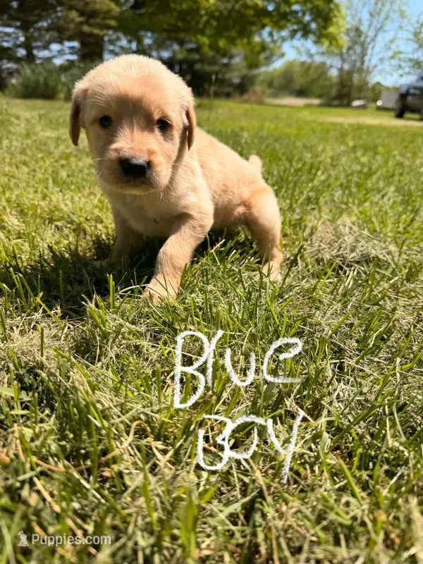 Blue boy – Goldendoodle puppy for sale in Lapeer, MI