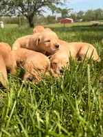 Blue boy  -Vet Checked! Ready to go home!, a male Goldendoodle for sale in Lapeer, MI – 3 of 6
