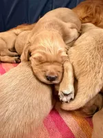 Red Girl, a female Goldendoodle for sale in Lapeer, MI – 6 of 10