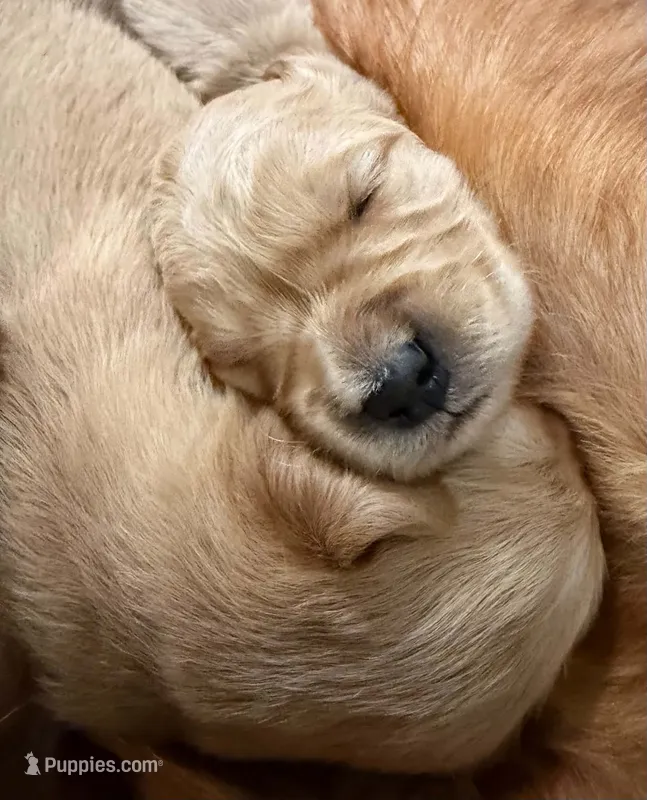 Yellow girl – Goldendoodle puppy for sale in Lapeer, MI