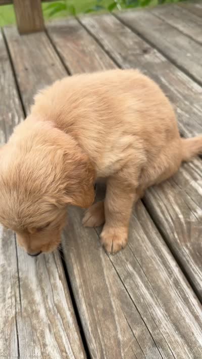 Mags, a female Golden Retriever for sale in Lapeer, MI – 2 of 2
