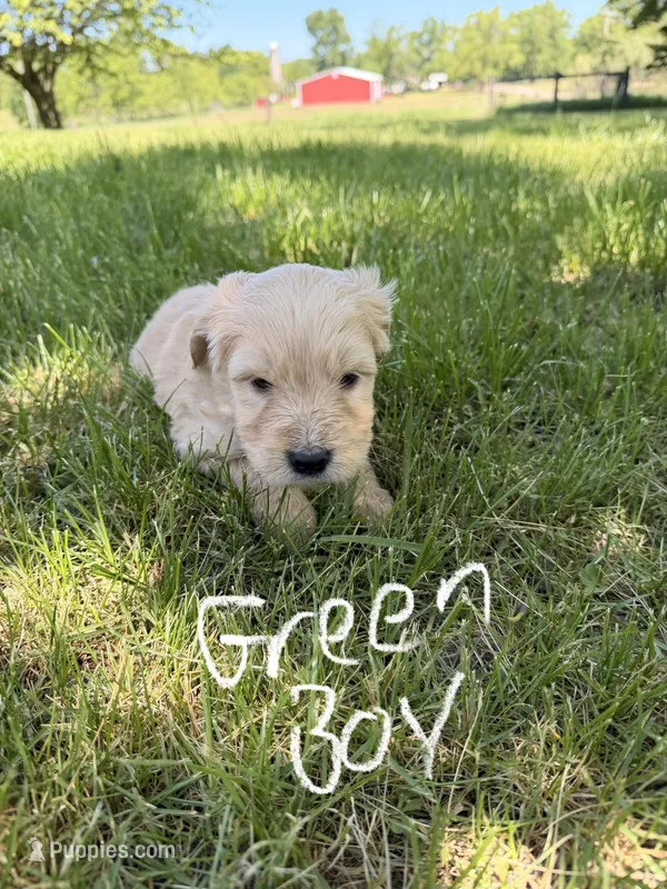 Green boy – Goldendoodle puppy for sale in Lapeer, MI