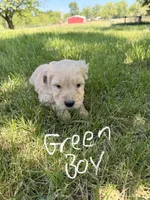 Green boy  -Vet Checked! Ready to go home!, a male Goldendoodle for sale in Lapeer, MI – 1 of 6